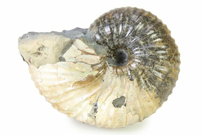 Cretaceous Ammonite (Hoploscaphites) Fossil - Montana #316551
